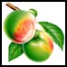 dom�